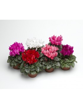 Cyclamen (Sup Winter D10)