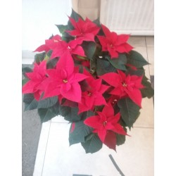 Poinsettia