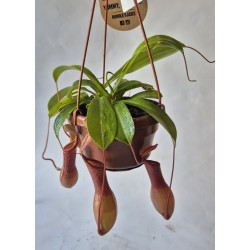 Plante carnivore Nepenthes...