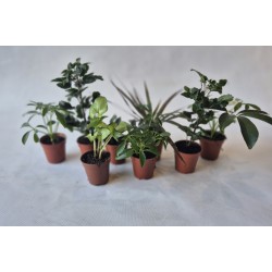 Mini-plante