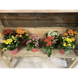 Kalanchoe mixte