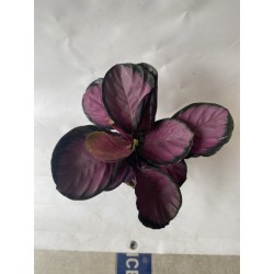 Calathea