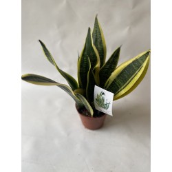 Sanseveria