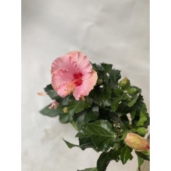 Hibiscus