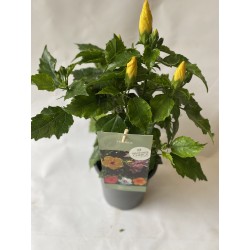 Grand Hibiscus