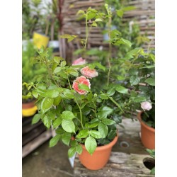 Rosier Buisson couleur varié