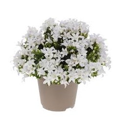 Campanule en pot