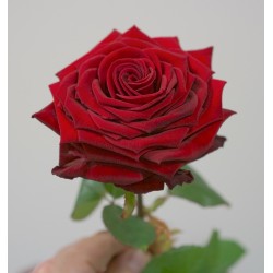 Rose (la tige)