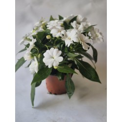 Impatiens