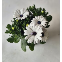 Osteospermum