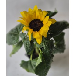 Tournesol