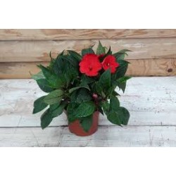 Impatiens