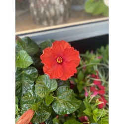 Hibiscus