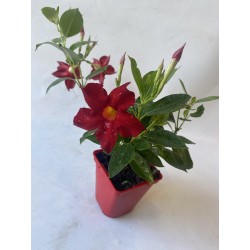Petits dipladénia