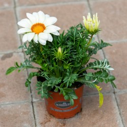 Gazania 11.5D x 11.5H