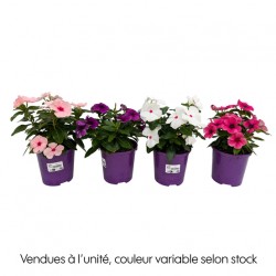 Catharanthus 10D x 9H