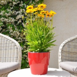 Coreopsis presto jaune 13D...