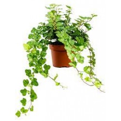 Lierre Hedera 13D x 10.5H