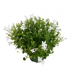 Campanule blanche