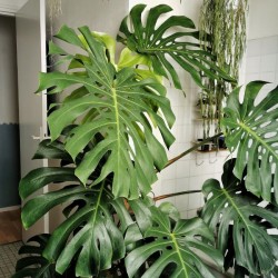Monstera 31.5D x 27H