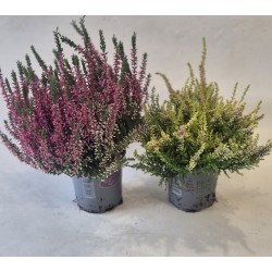 Bruyère calluna en pot D8XH9