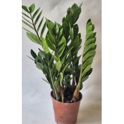 Zamioculcas