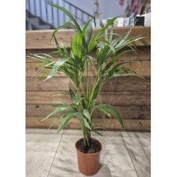 Kentia