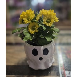 Mini plante avec cache pot...