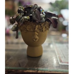 Plante verte avec cache pot...