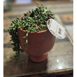 Plante verte cache pot tête