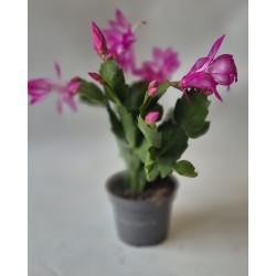 Cactus de noël schlumbergera