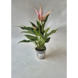 Petit anthurium rose