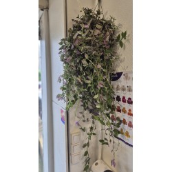 Tradescantia retombant