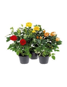 Rosier Kordana d10 mélange