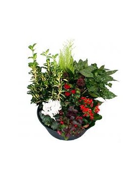 Coupe de plantes : Taille M